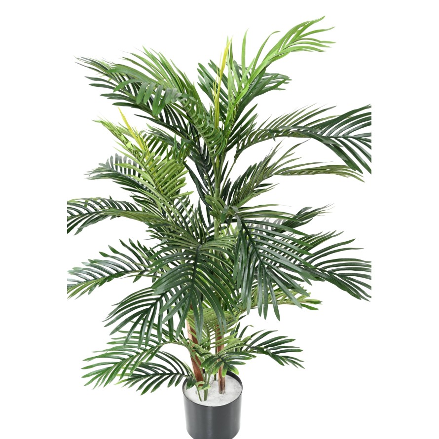 ARECA PALM TREE