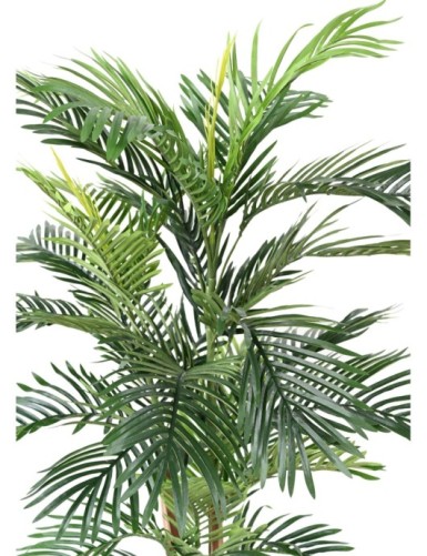 ARECA PALM TREE