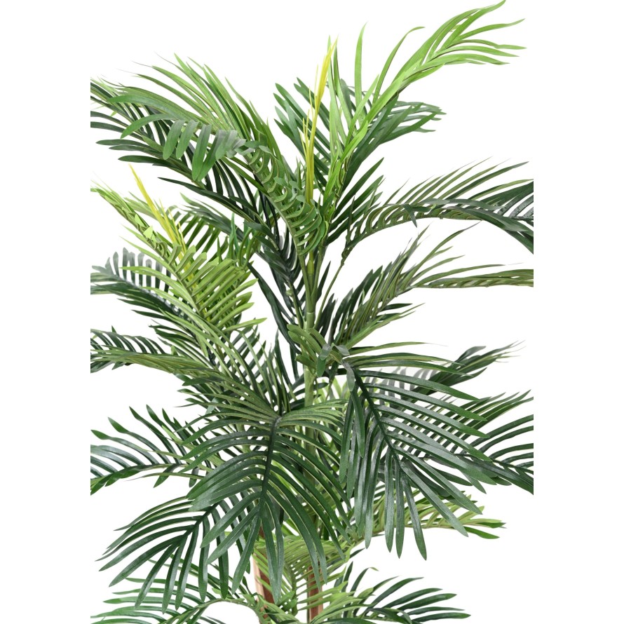 ARECA TREE
