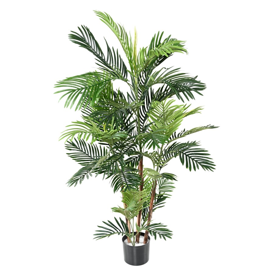ARECA PALM TREE