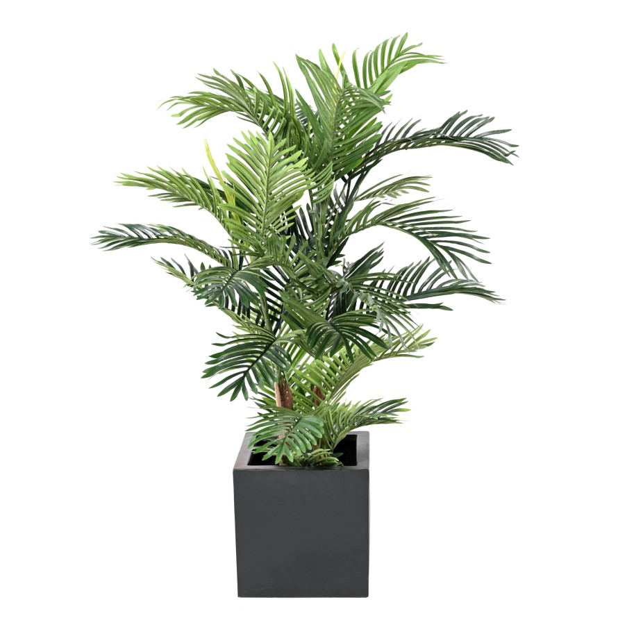 ARECA PALM TREE