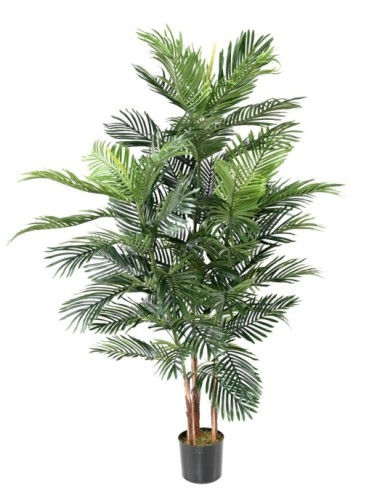 ARECA PALM TREE
