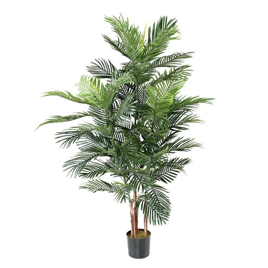 ARECA PALM TREE