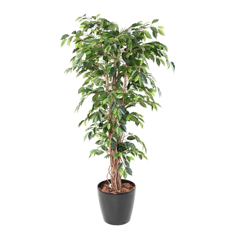 FICUS LIANAS GF