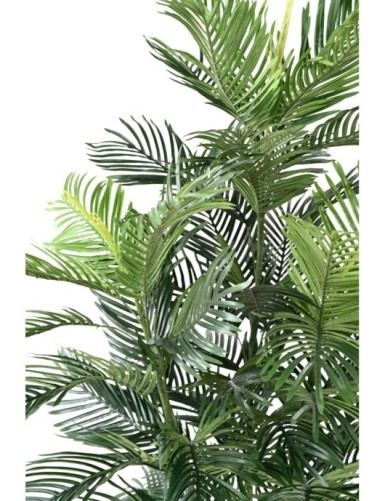 ARECA PALM TREE