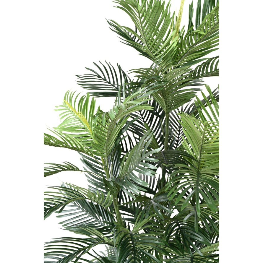 ARECA PALM TREE