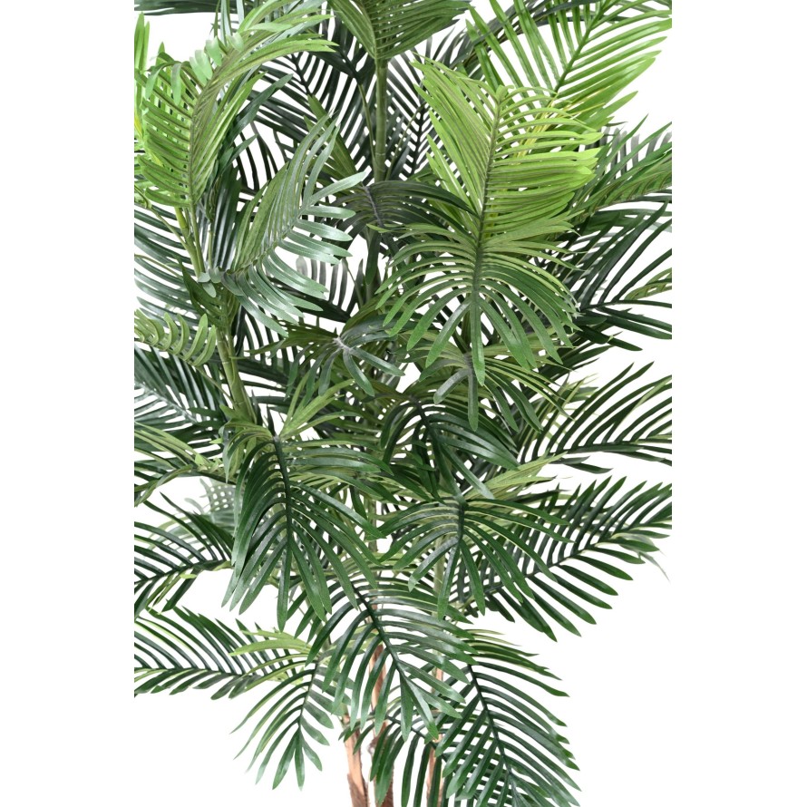 ARECA PALM TREE
