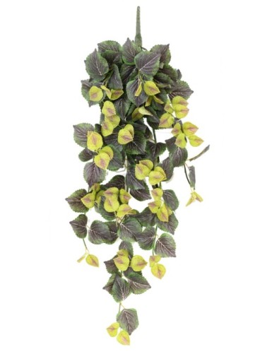 COLEUS HÄNGEKUNSTPFLANZE 96 VF