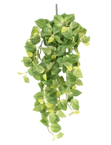 COLEUS HÄNGEKUNSTPFLANZE 96 V