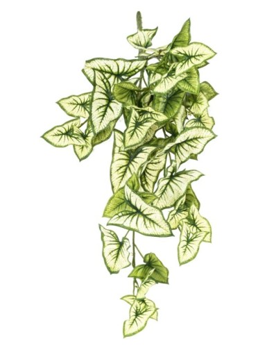 SYNGONIUM HÄNGEKUNSTPFLANZE 60