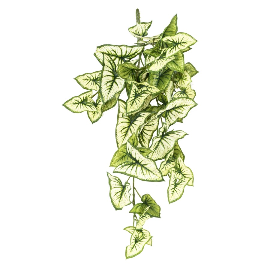 SYNGONIUM HÄNGEKUNSTPFLANZE 60