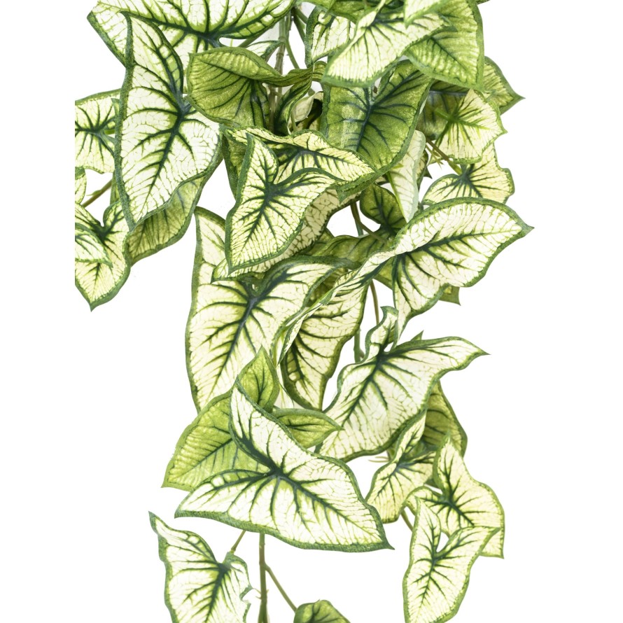 SYNGONIUM COLGANTE 60