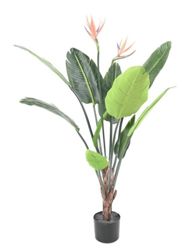 STRELITZIA (Papageienblume)...