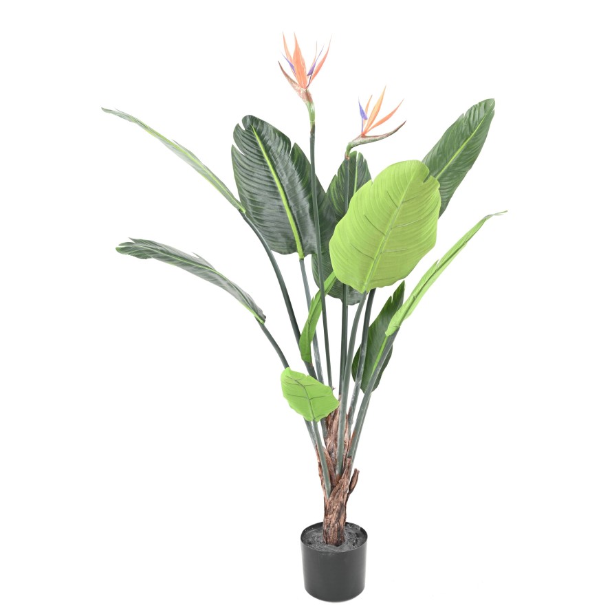 STRELITZIA (Ave del paraíso) 10H 2Fl 120