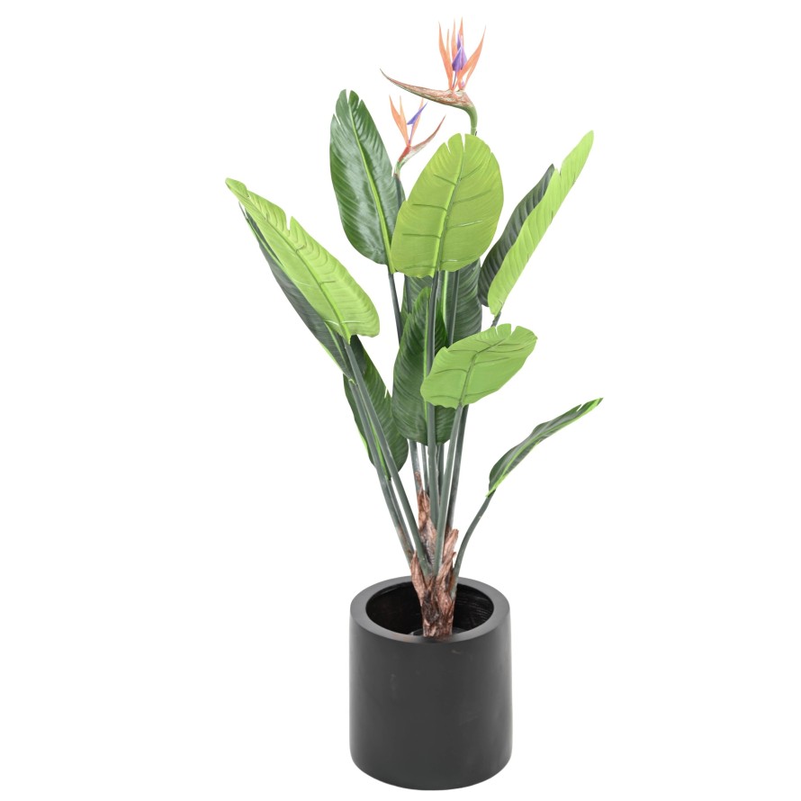 STRELITZIA (Ave del paraíso) 10H 2Fl 120