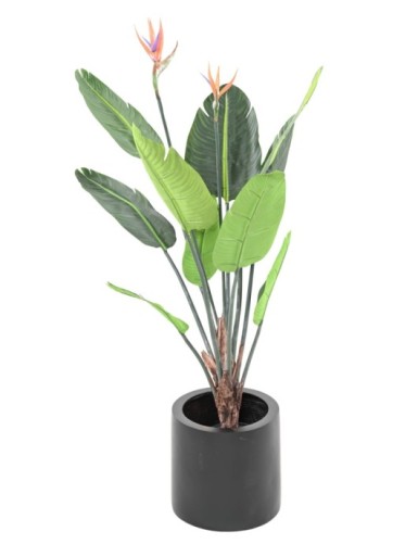 STRELITZIA (Papageienblume) 10F 2Fl 120