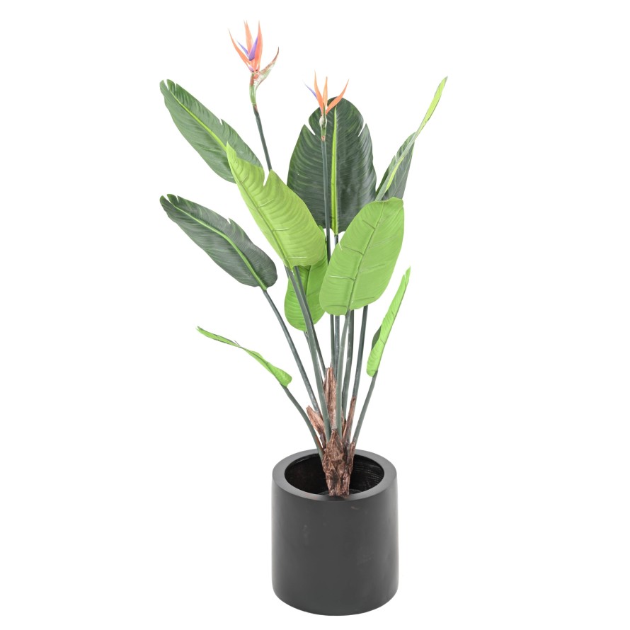 STRELITZIA (Ave del paraíso) 10H 2Fl 120