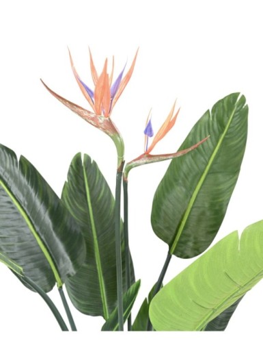 STRELITZIA (Ave del paraíso) 10H 2Fl 120