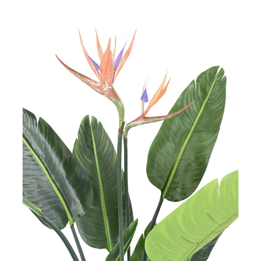 STRELITZIA (Ave del paraíso) 10H 2Fl 120