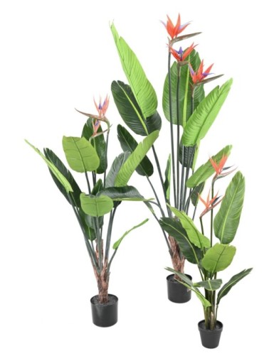STRELITZIA (Ave del paraíso) 10H 2Fl 120