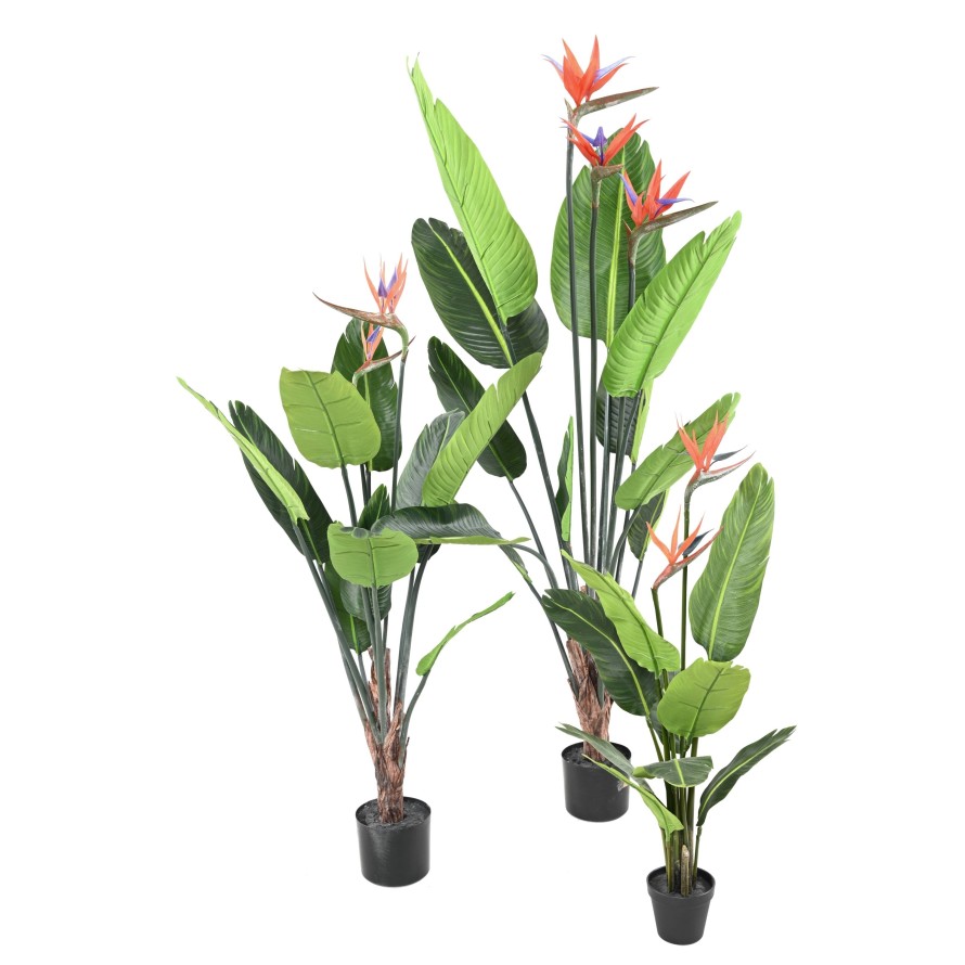 STRELITZIA (Ave del paraíso) 10H 2Fl 120