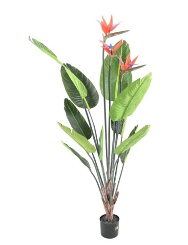 STRELITZIA (Ave del...