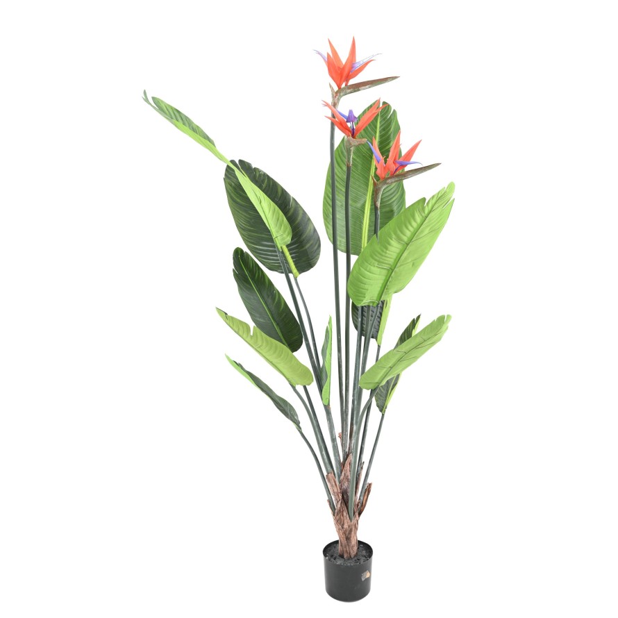 STRELITZIA (Papageienblume) 11F 3Fl 150