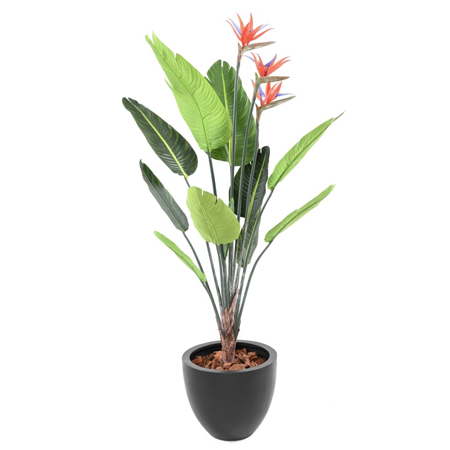 STRELITZIA (Ave del paraíso) 11H 3Fl 150