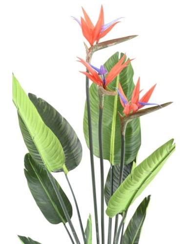STRELITZIA (Papageienblume) 11F 3Fl 150