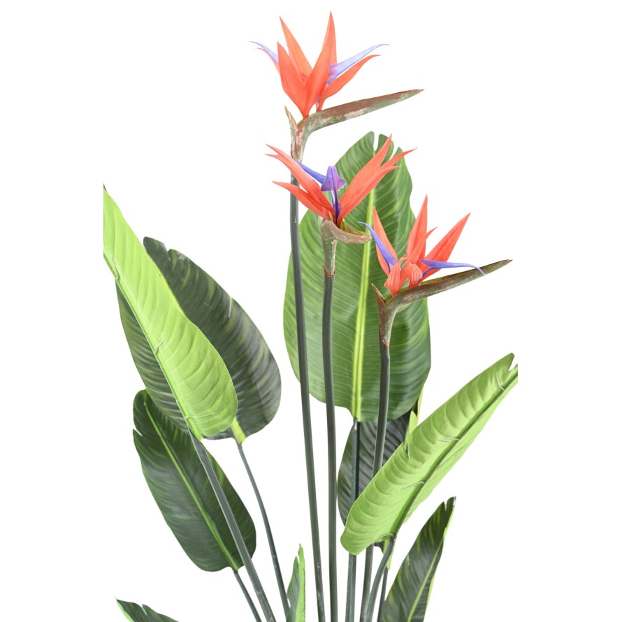 STRELITZIA (Papageienblume) 11F 3Fl 150