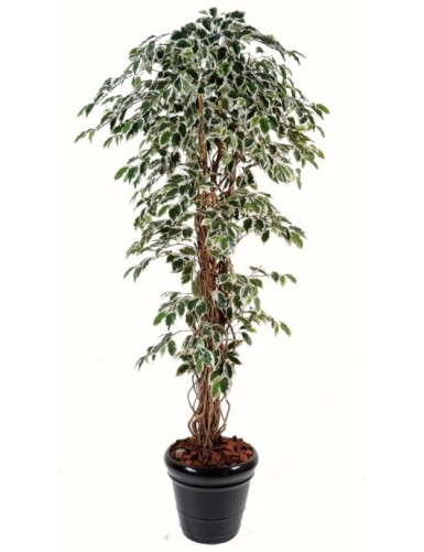 FICUS LIANAS GF
