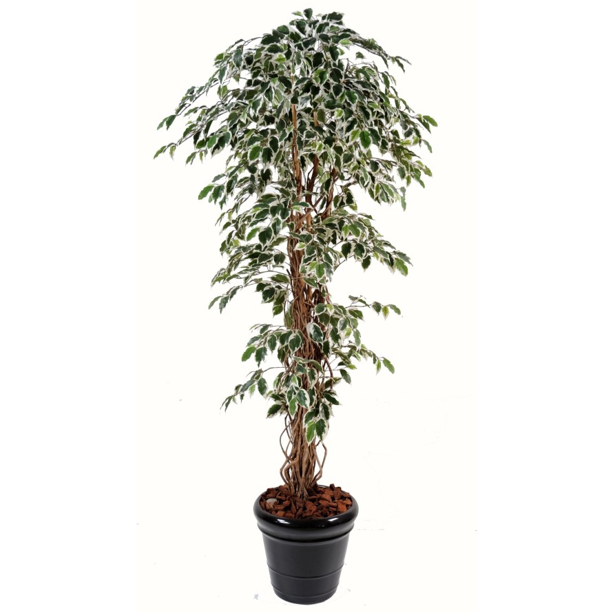 FICUS CREEPERS LL