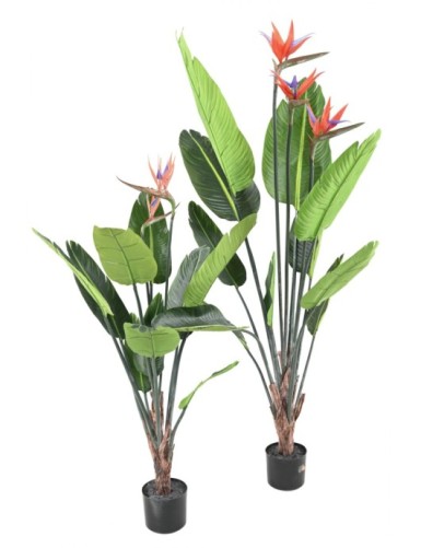 STRELITZIA (Papageienblume) 11F 3Fl 150