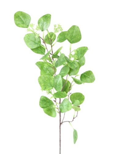EUKALYPTUS 81 ZWEIG 85