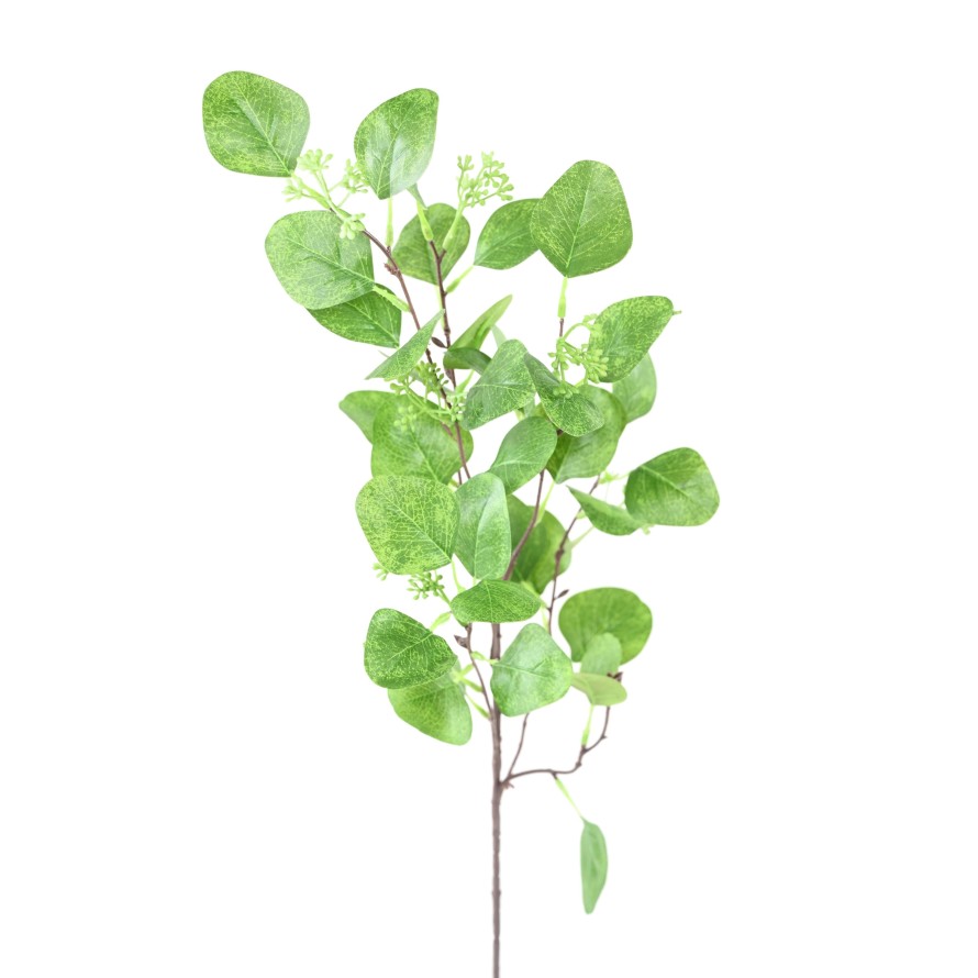 EUKALYPTUS 81 ZWEIG 85