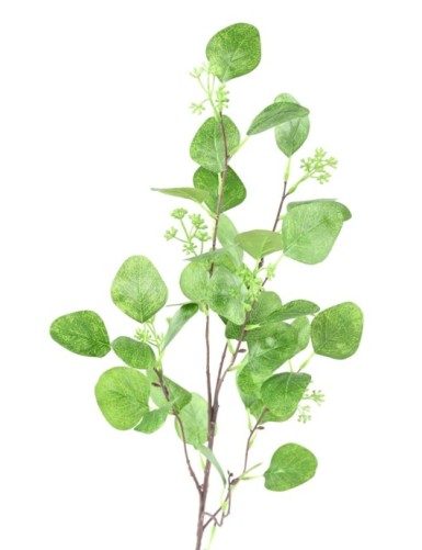 EUKALYPTUS 81 ZWEIG 85