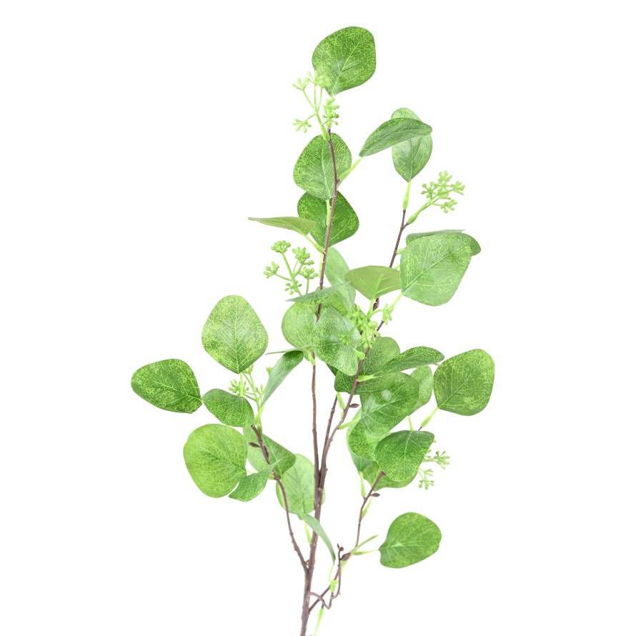 EUKALYPTUS 81 ZWEIG 85