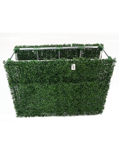 BOXWOOD HEDGE