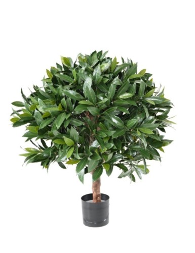 LORBEERBAUM NOBILIS NEW...