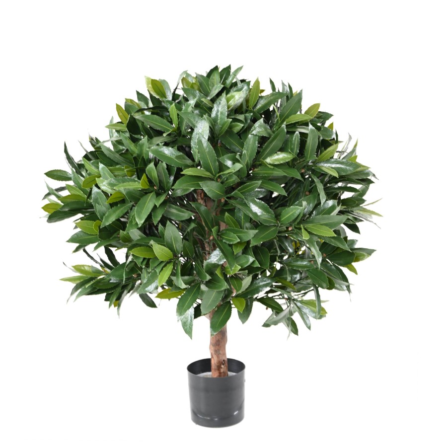 LORBEERBAUM NOBILIS NEW KUGEL UV