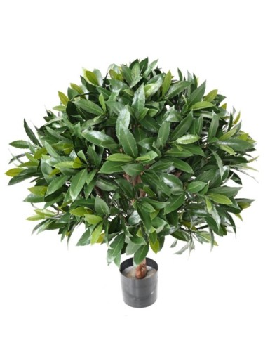 LORBEERBAUM NOBILIS NEW KUGEL UV