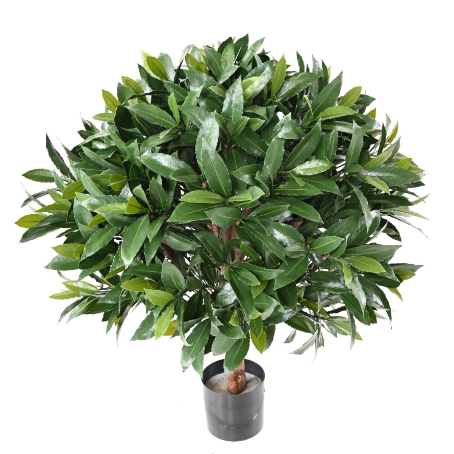 LORBEERBAUM NOBILIS NEW KUGEL UV