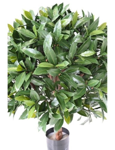 LORBEERBAUM NOBILIS NEW KUGEL UV