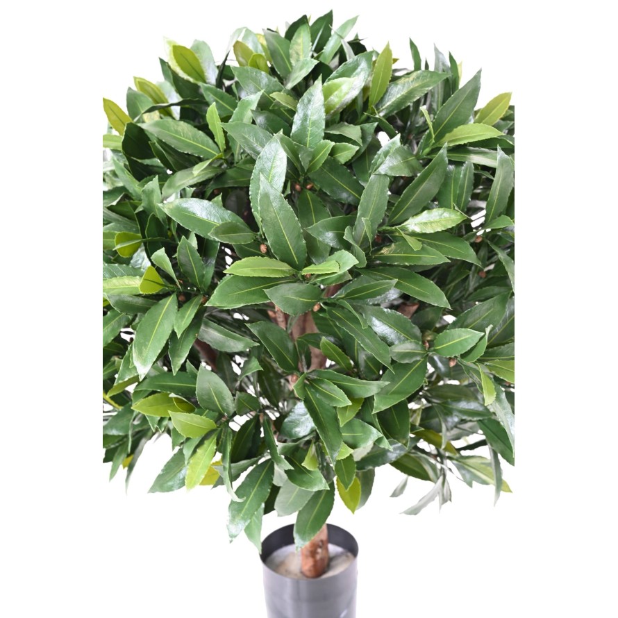 LORBEERBAUM NOBILIS NEW KUGEL UV