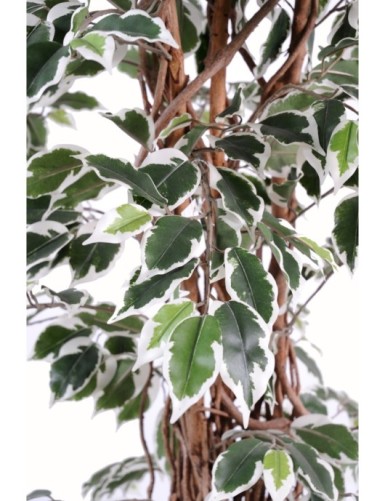 FICUS LIANAS GF