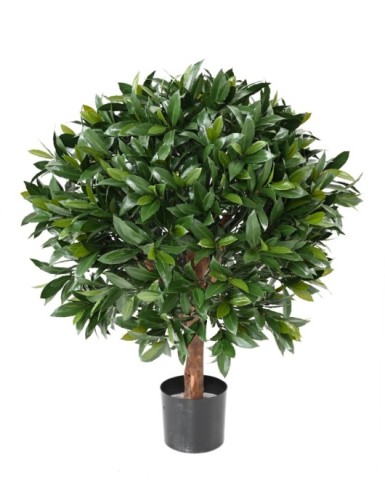 LORBEERBAUM NOBILIS NEW...