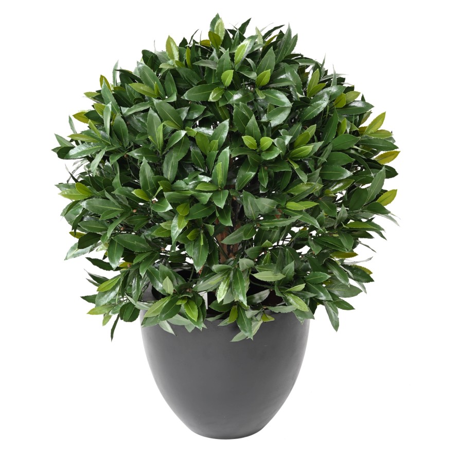 LAUREL COMÚN NEW ESFERA RESISTENTE A LOS RAYOS UV