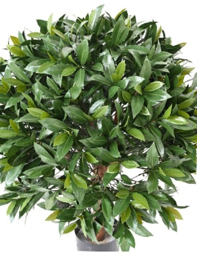 LORBEERBAUM NOBILIS NEW KUGEL UV