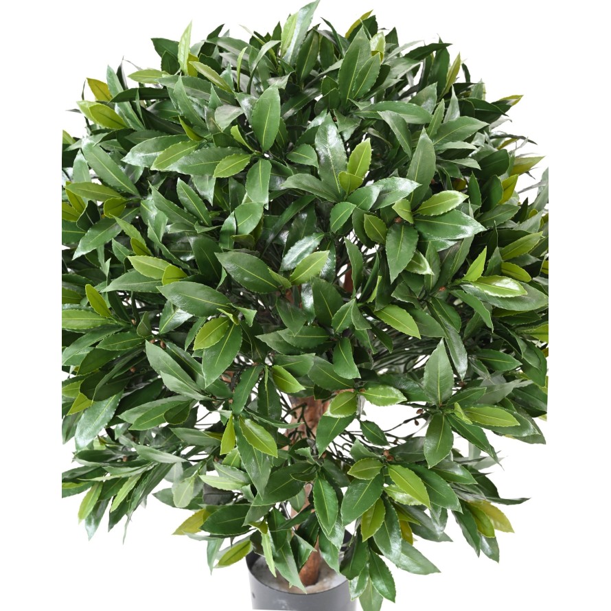 LORBEERBAUM NOBILIS NEW KUGEL UV