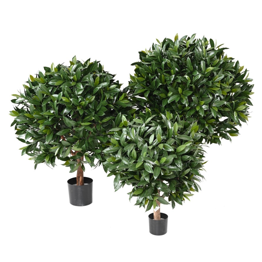 LORBEERBAUM NOBILIS NEW KUGEL UV